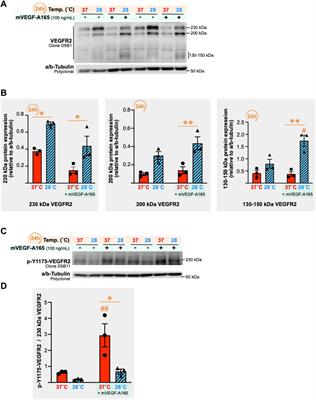 Angiostatic freeze or angiogenic move? Acute cold stress prevents angiokine secretion from murine myotubes but primes primary endothelial cells for greater migratory capacity